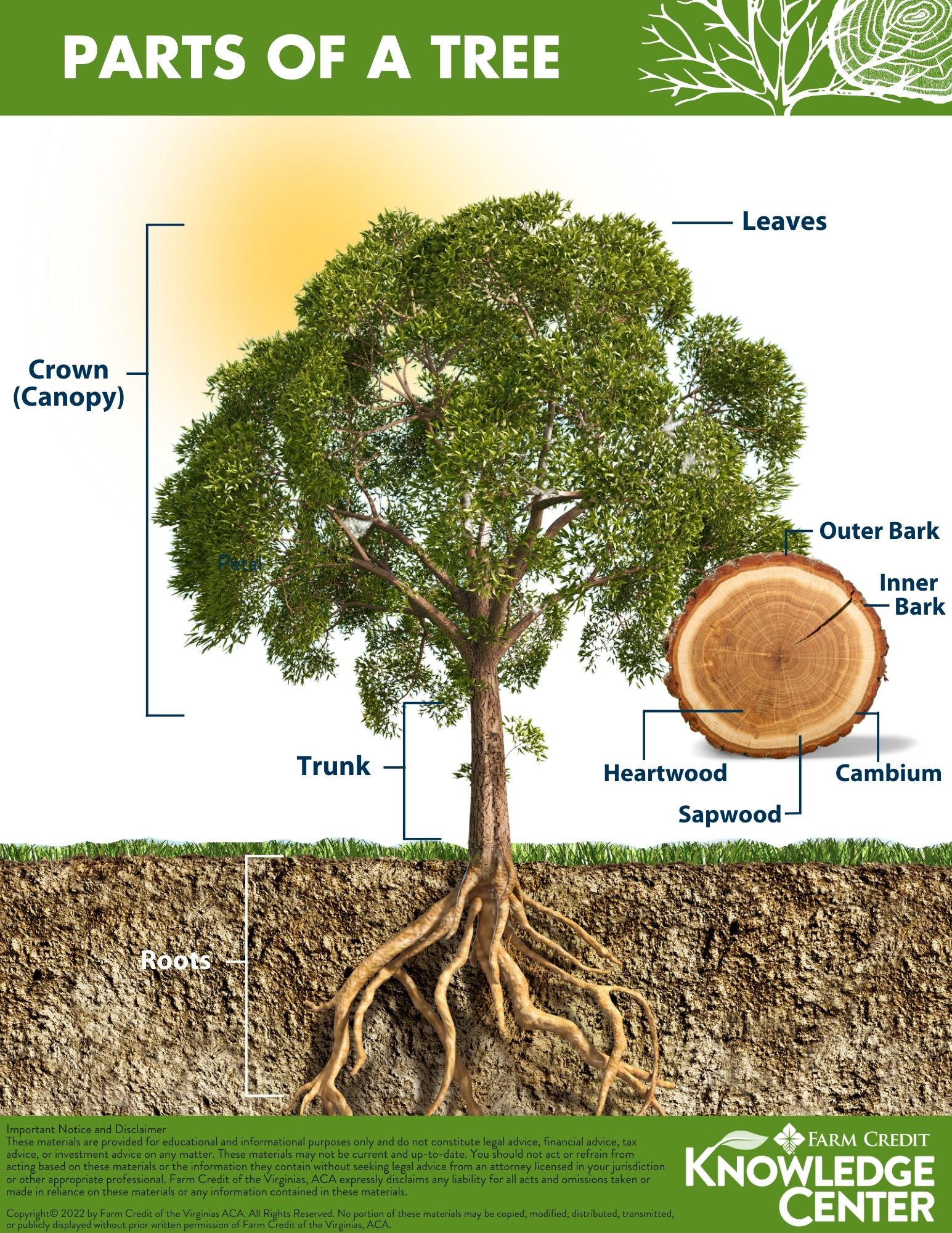 Parts of a Tree Farm Credit of the Virginias